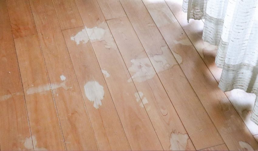 Pet Stains and Odours
